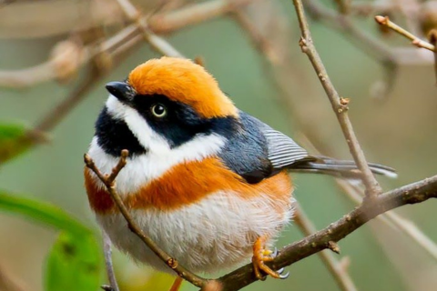 Bird Watching Mussoorie