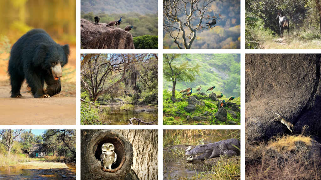 Wildlife and Natural Reserves Rajasthan